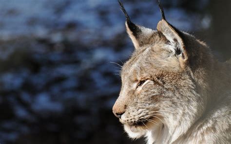 Lynx Wallpapers Top Free Lynx Backgrounds Wallpaperaccess
