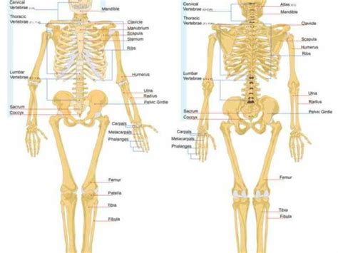 Human body bones name limb bones. there are four types of bone long bones which strong structure Major Bones Of The Human Skeleton ...