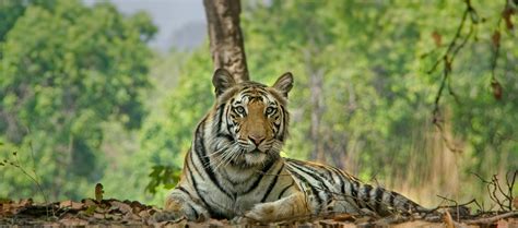 Bandhavgarh National Park Tour Tiger Safari Bandhavgarh