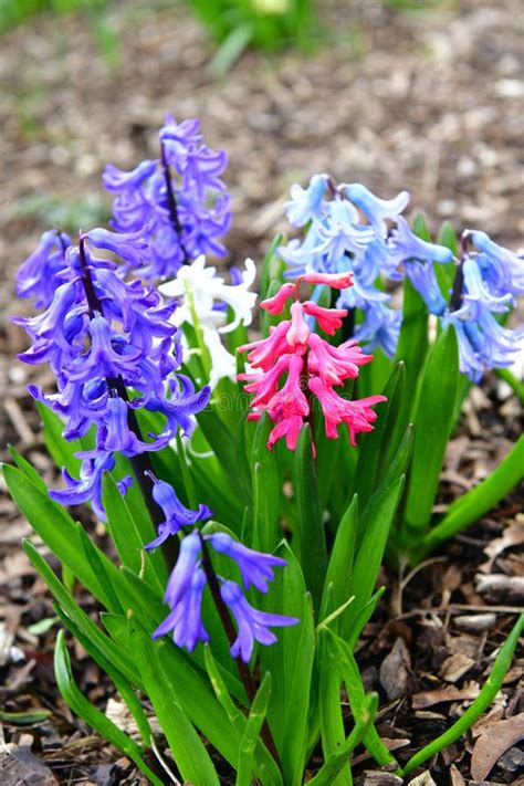 Beautiful Colorful Fragrant Spring Flowers Hyacinth Stock Image