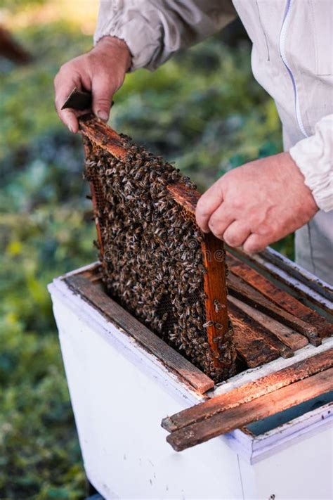 Beekeeper Working In Apiary Stock Image Image Of Honeybee Draw