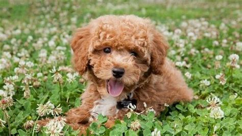 Teddy Bear Dog Breeds 20 Adorable Pups With Pictures Vlrengbr