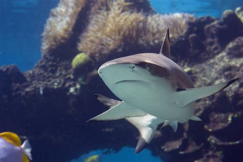 Blacktip Sharks Facts Diet And Habitat Information