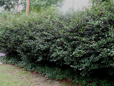 Best Hedges For Privacy Fence Zone 9 Screening Plants Best Hedge