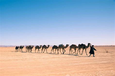 However, camels' humps actually store fatty tissue, not water, which is used as a source of nourishment when food is scarce. Do camels really store water in their humps?