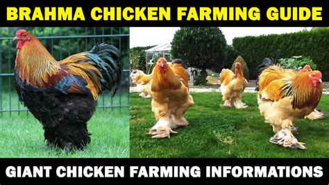 Brahma Chicken Farming Business Starting Plan For Beginners Giant Chicken Farming