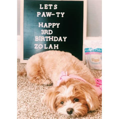 Quotes On Dogs Birthday Shortquotescc