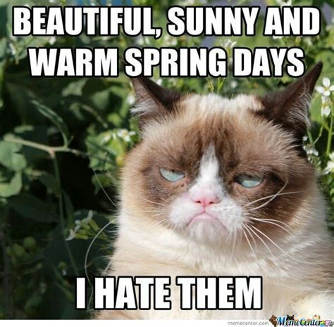 My Sentiments Exactly Grumpy Cat 😾 Grumpy Cat Funny Grumpy Cat Memes