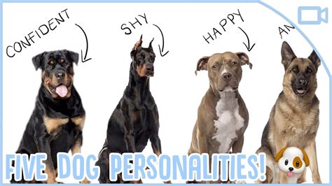What Dog Has The Most Personality