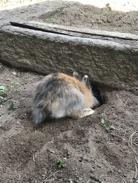 Digging Holes In The Garden Pet Bunny Pet Rabbit Happy Animals
