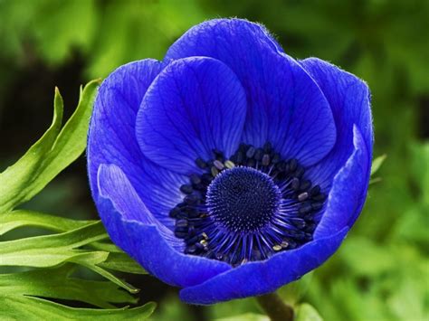 Amazing Blue Flower Widescreen High Definition