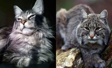 Maine Coon Vs Bobcats The Differences And Similarities Maine Coon