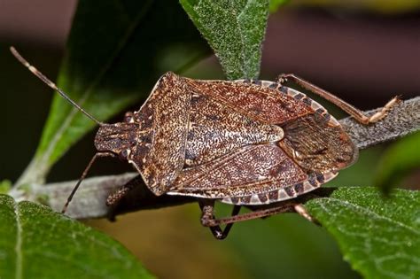 Stink Bugs Brown Marmorated Stink Bug Stink Bugs Brown Marmorated