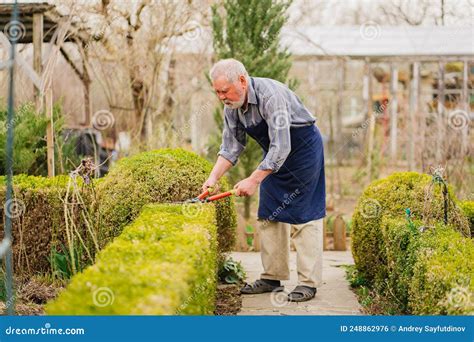 Elderly Man Cuts Bushes In The Garden With Large Pruner Stock Photo Image Of Profession