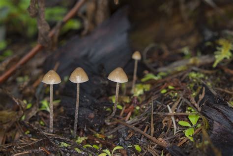 Psilocybe Pelliculosa The Ultimate Mushroom Guide