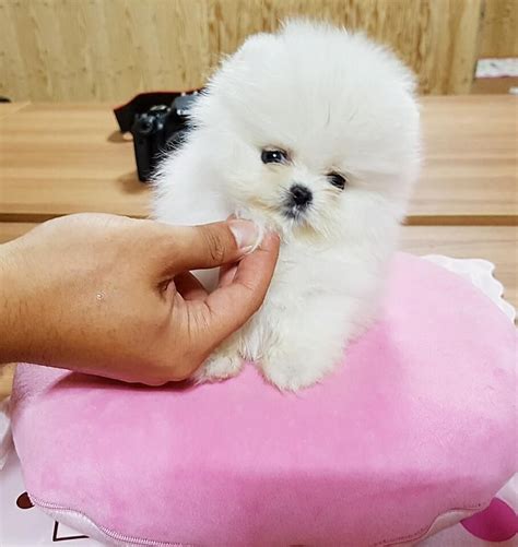 Find maltese puppies for sale and dogs for adoption near you. Teacup Poodle Puppies For Sale Near Me Under 300 Dollars