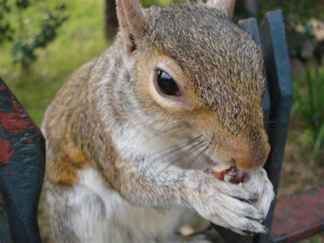 Wildlife Feeding Squirrels Hyde Park London Thriftyfun