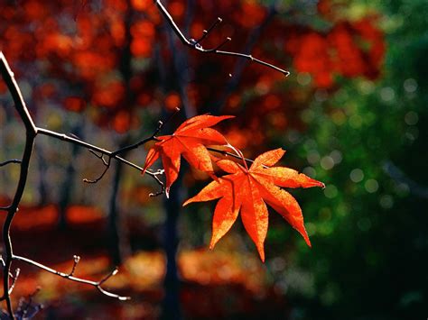 Wallpapers Windows 7 Autumn Wallpapers
