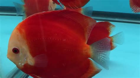 Royal Red Discus December 2019 Shipment Youtube