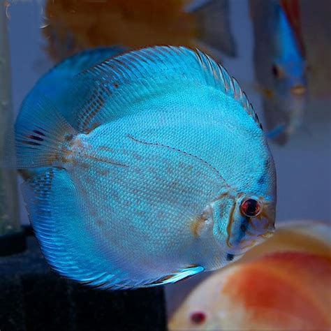 Discus Cobalt Blue Discus Symphysodon Sp 9cm Aquarium Central