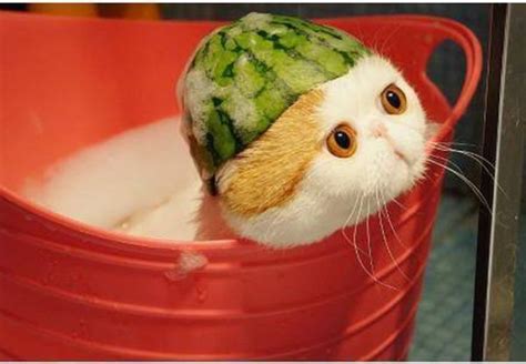 Feeding cats dog food long term can be dangerous as it doesn't contain the right balance of nutrients and proteins for cats cats require more protein than dogs and essential nutrients like taurine and arginine are found only in meat. Cute Cat with Watermelon Hat - 1Funny.com