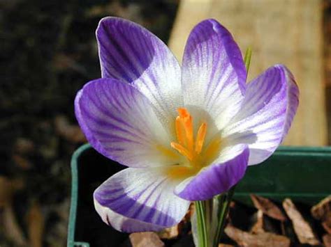 Pacific Bulb Society Spring Blooming Crocus