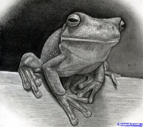 How To Draw A Realistic Frog White Lipped Tree Frog Step By Step