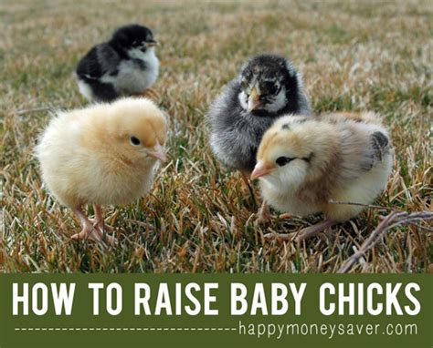 How To Raise Baby Chicks A Beginners Guide With Pictures Tendig
