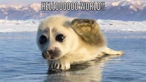 Another Cute Baby Animal Meme Created By Yours Trulyme So Cute