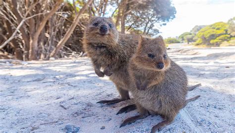Quokka Facts For Kids Facts About Quokkas