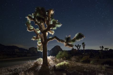 Joshua Tree 2017 — National Parks At Night