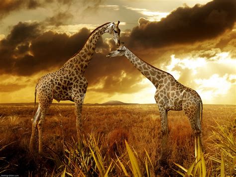 Free Download Netgiraffe Cubswallpaper Giraffe Cubs Hd Desktop