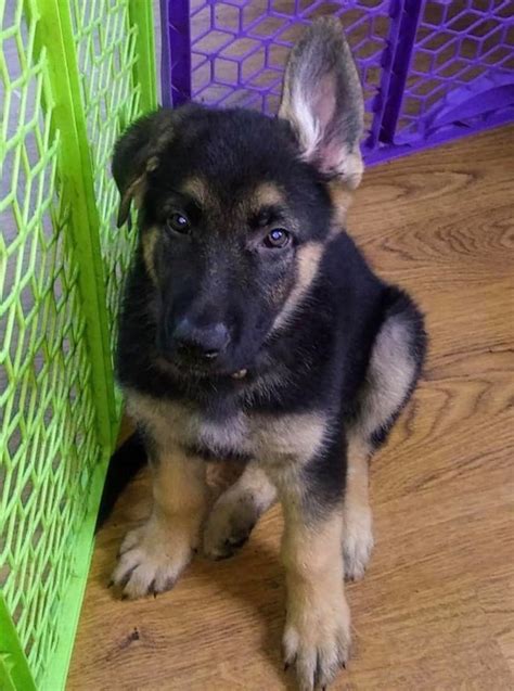 Find german shepherd dog puppies and breeders in your area and helpful german shepherd dog information. German Shepherd Puppies For Sale | Buffalo, NY #303501