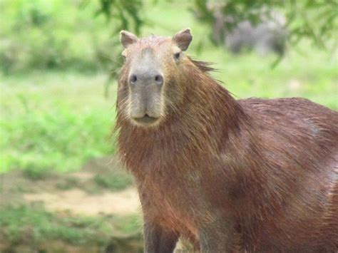 Colombia Chiguiro The Biggest Rodent In The World Biggest Rodent