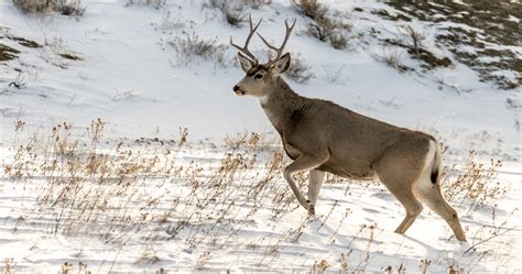 Oregon Man Arrested After Riding Mule Deer Gohunt The Hunting Company