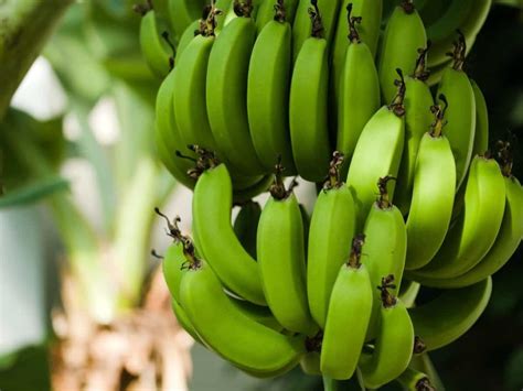 Top Varieties Of Bananas In India Best List Banan Types For Higher