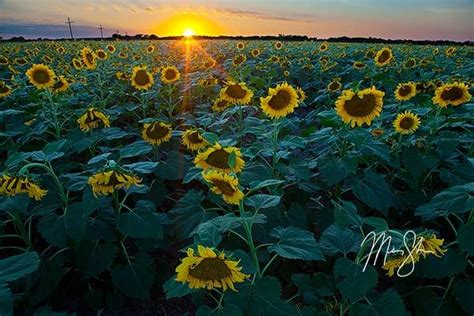 North Central Kansas Photography Mickey Shannon Photography