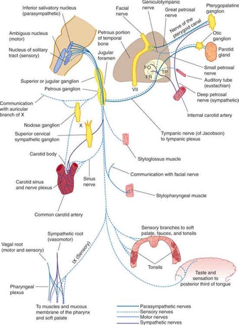 Cranial Nerves And Pathways Clinical Neuroanatomy 28 Ed