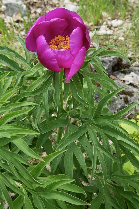 Common Peony Paeonia Officinalis Photograph By Bob Gibbonsscience