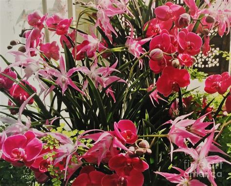 Magenta Orchid Garden Photograph By Marsha Heiken Fine Art America