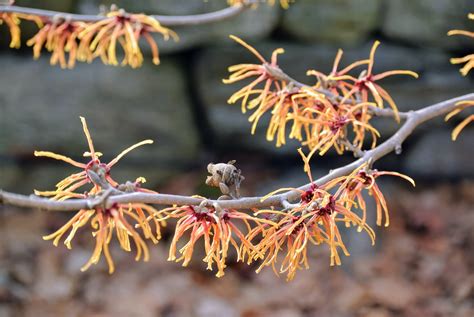 The Blooming Witch Hazel At My Farm The Martha Stewart Blog