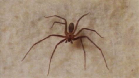 Brown Recluse Spider Kills Three Year Old Tennessee Girl Video Abc News