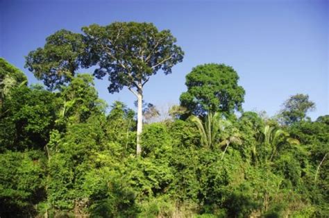 Seine großen flüsse stehen für 18 % der süßwasserzufuhr in die ozeane. Amazonas - Regenwald der Superlative - Amazonas - Regionen ...