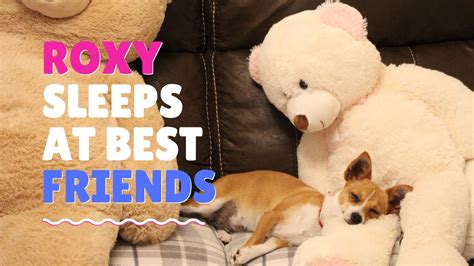 Roxy Sleeps At Best Friends Youtube