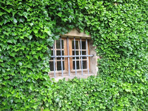free images tree nature grass growth plant lawn house leaf flower window building