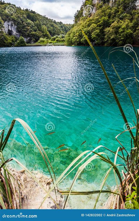 Wild Fish Swim In A Forest Lake In The Crystal Clear Turquoise Water