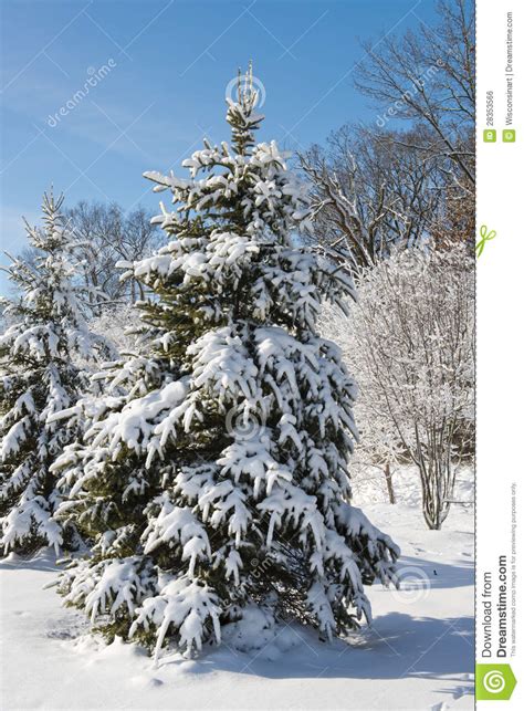 Winter Forest Tree Covered In Snow Stock Photo Image Of Covered