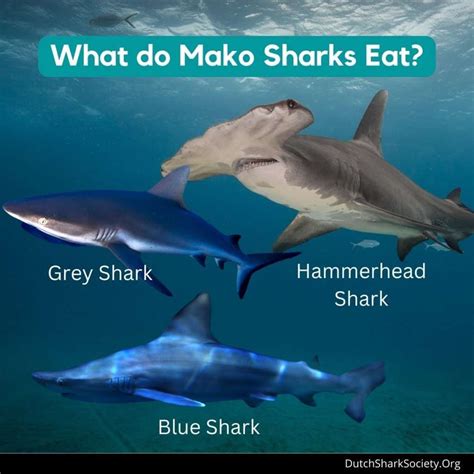 Mako Sharks Info And Facts Dutch Shark Society