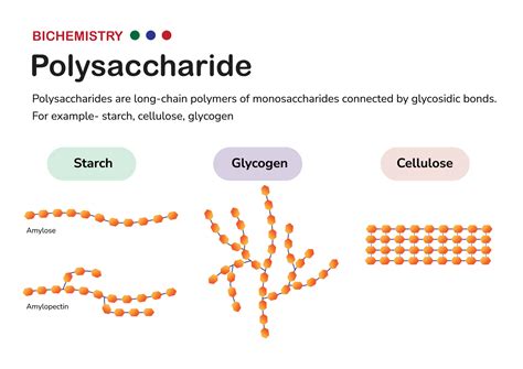 Biochemistry Diagram Present Structure Of Polysaccharide Such As Starch Amylose And Amylopectin
