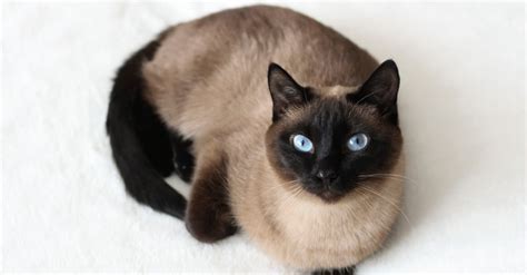 Types Of Siamese Cats A Z Animals